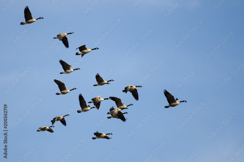 Obraz premium Large Flock of Canada Geese Flying in a Blue Sky