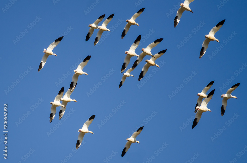 Fototapeta premium Flock of Snow Geese Flying in a Blue Sky
