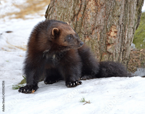 Wolverine, Gulo gulo (Gulo is Latin for "glutton"), also referred to as glutton, carcajou, skunk bear, or quickhatch, in winter