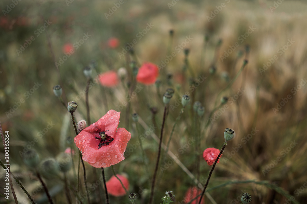 Fototapeta premium Poppy field .