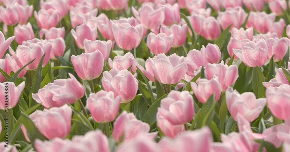 Beautiful Pink tulip garden