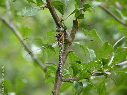 Migrant Hawker dragonfly, Brampton Wood, Cambridgeshire © TheUntravelledWorld