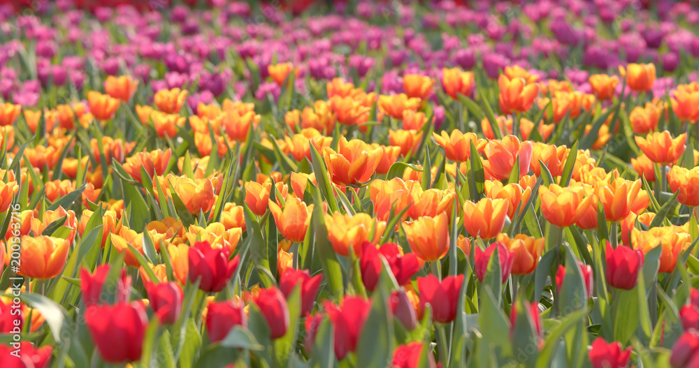 Colorful Tulip farm