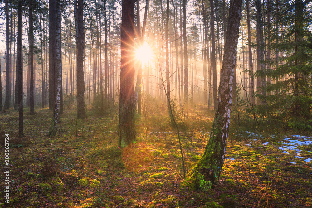 Sun in wood