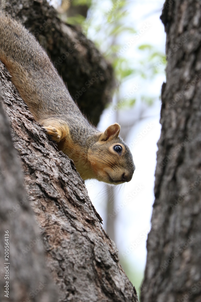 Portrait of scared squirrel in tree Portrait of scared squirrel in tree