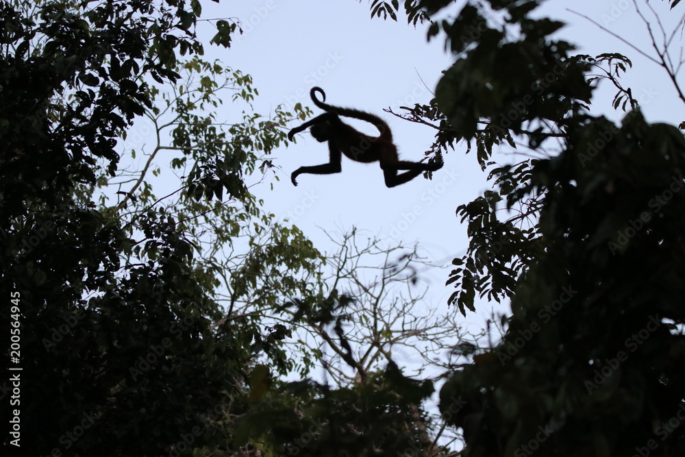 Jumping spider monkey in the jungle of Costa Rica. Jumping spider monkey in the jungle of Costa Rica.