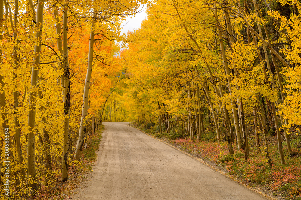 Autumn Road - A mountain road winding through colorful Autumn Aspen grove, Boreas Pass, Breckenridge, Colorado, USA.
