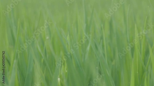 close up to the shaking rice leaf tip in paddy field