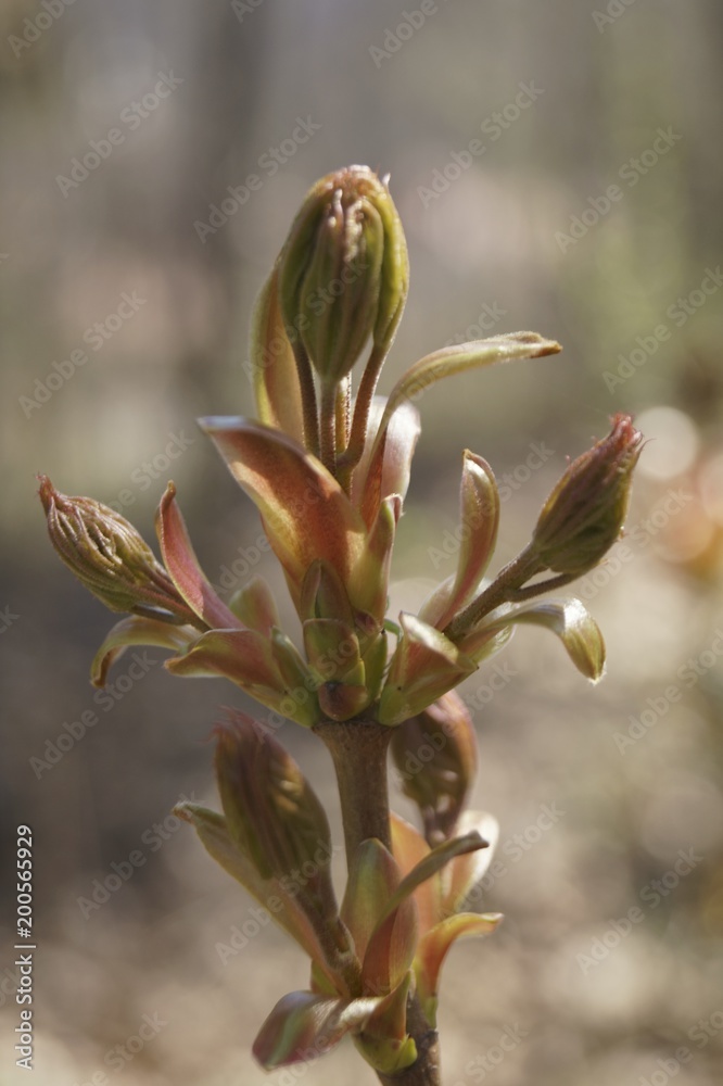 The beautiful colors of spring - green buds on the branch The beautiful colors of spring - green buds on the branch