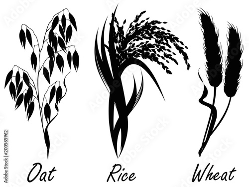 Wheat, rice, oat. Set of realistic vector silhouettes of cereal plants on white background.