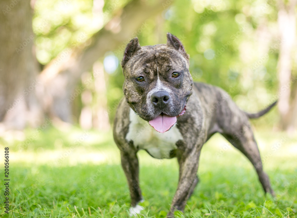 A friendly Staffordshire Bull Terrier / Pit Bull dog with cropped ears A friendly Staffordshire Bull Terrier / Pit Bull dog with cropped ears