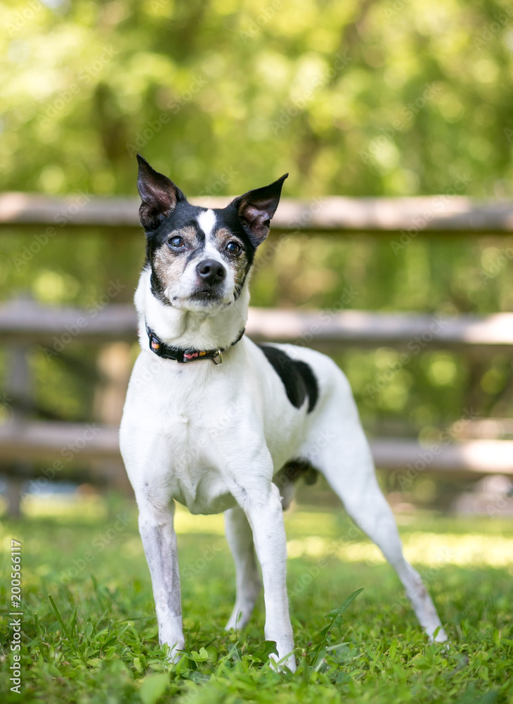 A Rat Terrier mixed breed dog outdoors