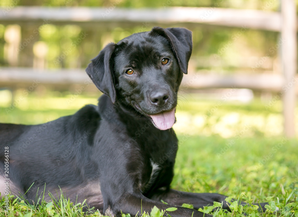 A happy black Labrador Retriever mixed breed dog lying in the grass