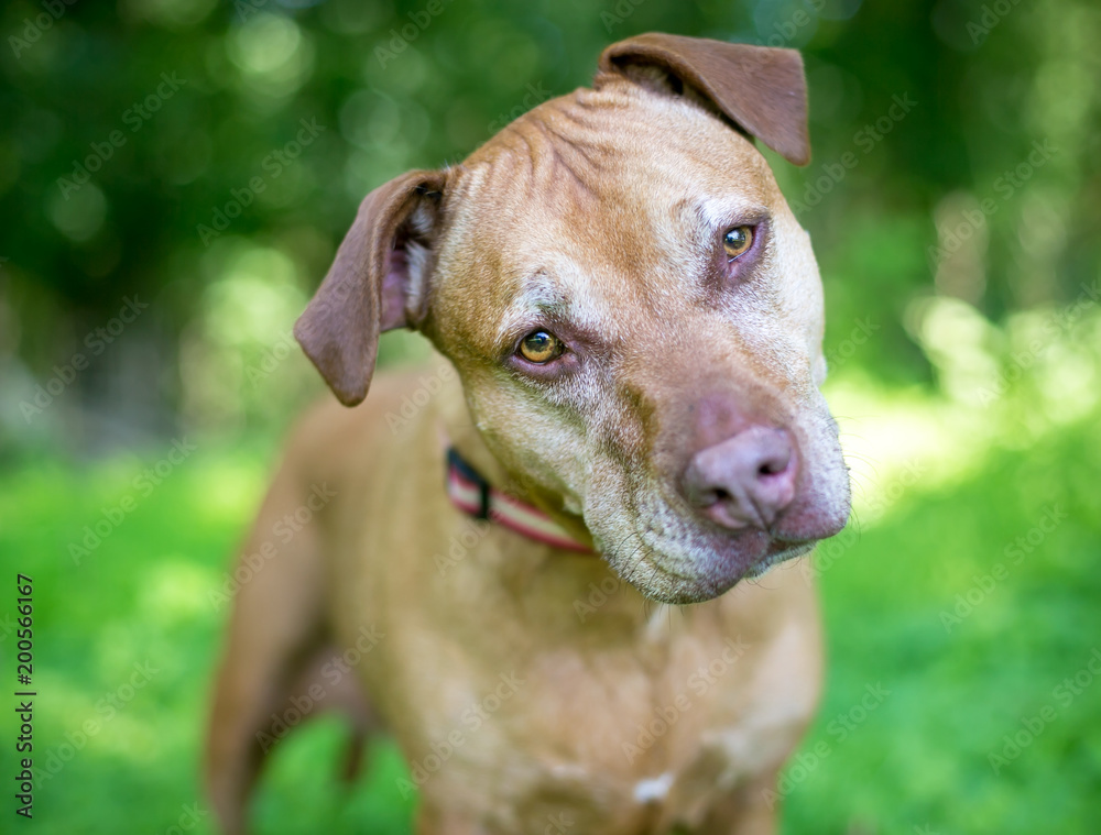 A red Pit Bull Terrier mixed breed dog listening with a head tilt A red Pit Bull Terrier mixed breed dog listening with a head tilt