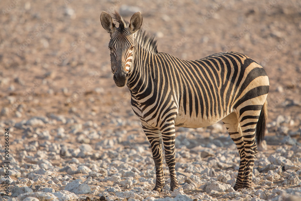 Fototapeta premium Mountain zebra (Equus zebra), Etosha National Park, Namibia