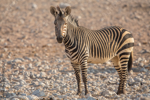 Mountain zebra  Equus zebra   Etosha National Park  Namibia