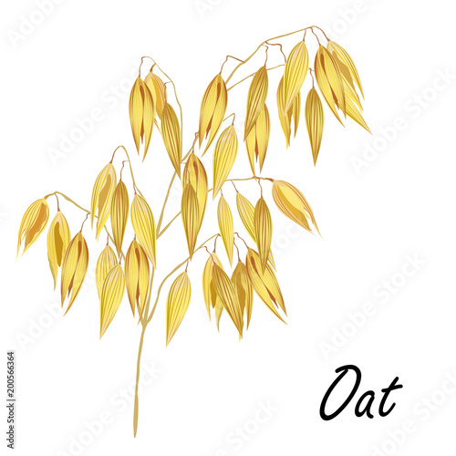 Oat ear (Avena sativa). Hand drawn realistic vector illustration isolated on white background for packaging design.