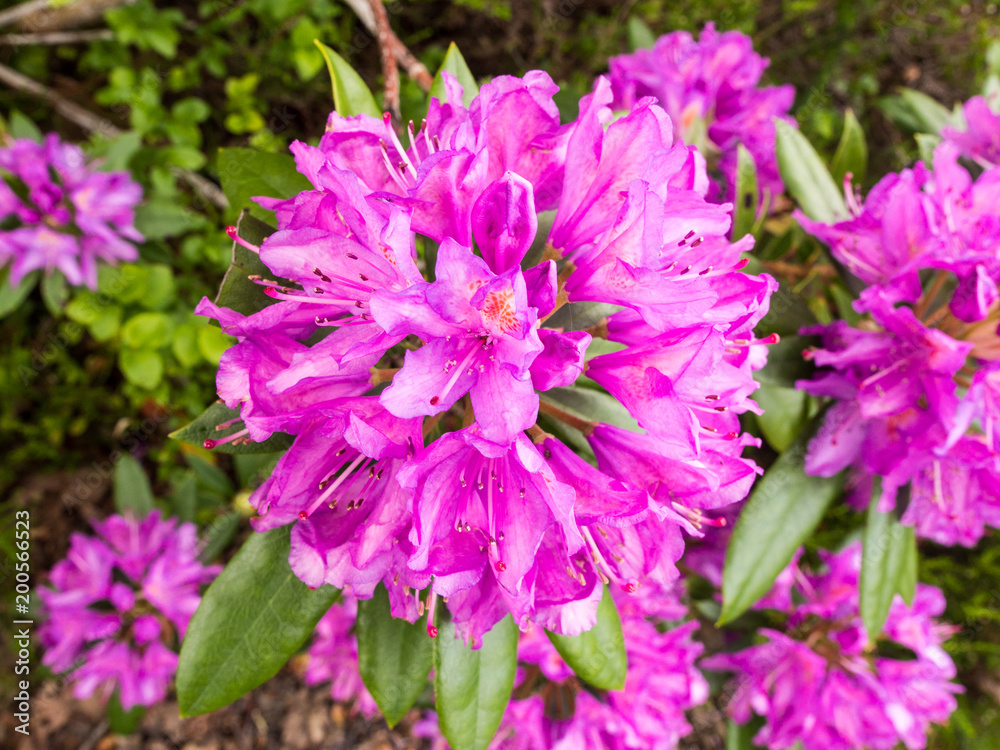 Beautiful rhodedendrums on the shores of lake windermere, cumbria, UK