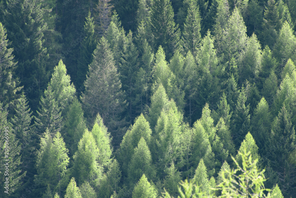 Fototapeta Green pine woods pattern, beautiful abstract background