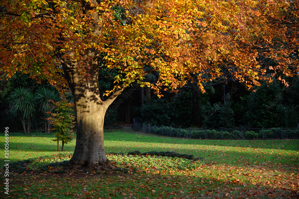 golden tree in the city park, late autumn