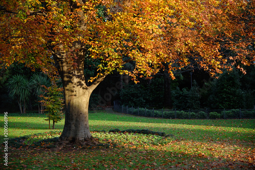 golden tree in the city park, late autumn