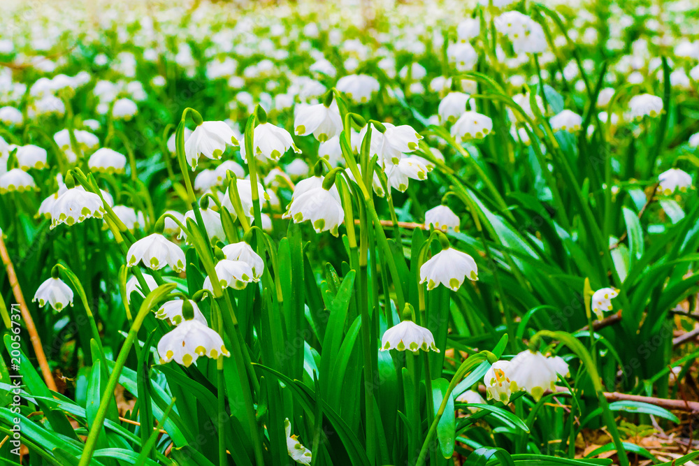 Fototapeta premium Spring snowflake flowers Leucojum vernum blooming in sunset. Early spring snowflake flowers in march. First flowers in springtime. Closeup of white spring snowflake in the forest.