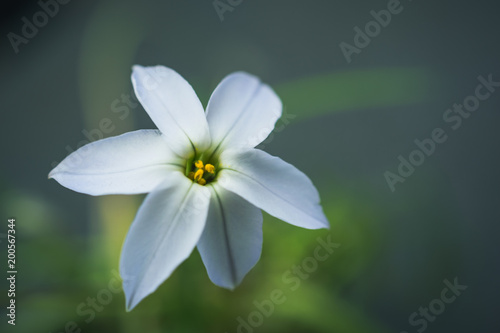 Weiße Blüte im Close up