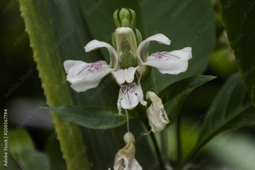 Obraz premium White flower