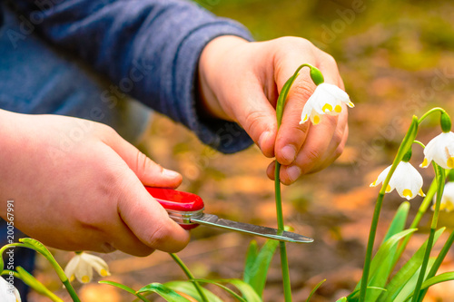 Spring snowflake flowers Leucojum vernum blooming in sunset. The boy holding a red knife cuts legally protected flowers. Closeup of white spring snowflake in the forest. photo