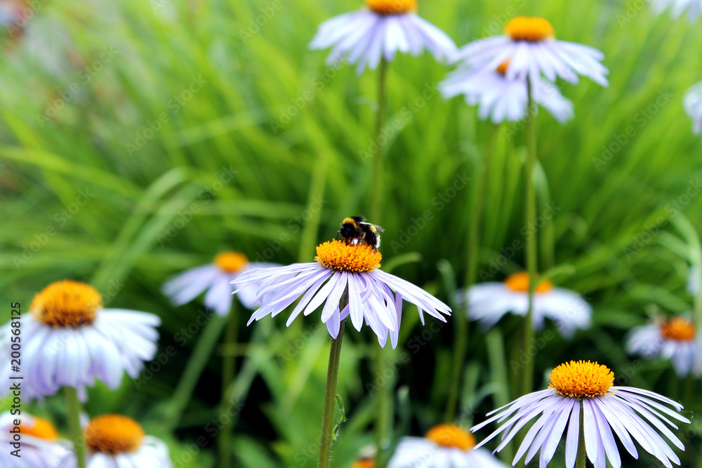 Obraz premium Purple daisis and bees