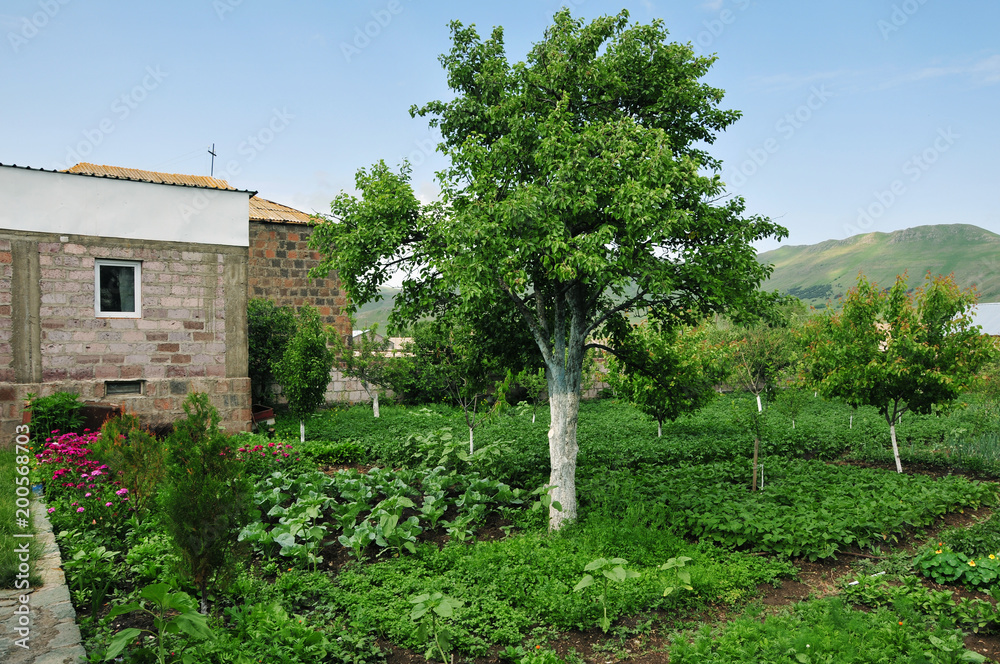 Rural vegetable garden 
