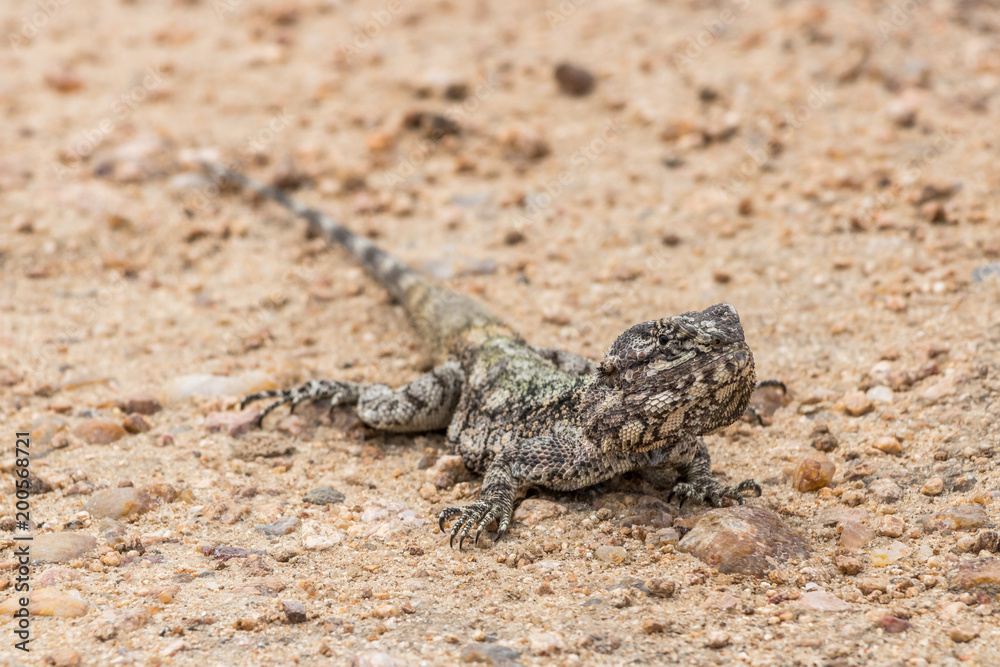 Southern Tree Agama Southern Tree Agama