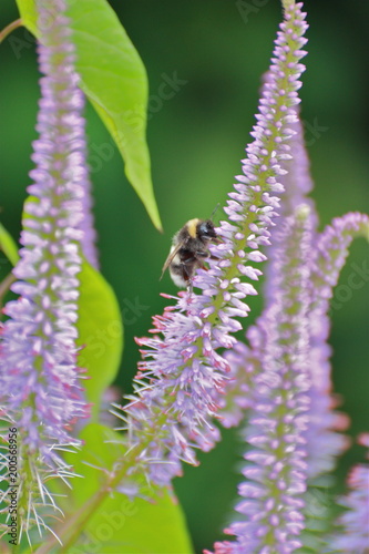 flower bees