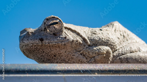 Grey foam-nest tree frog photo