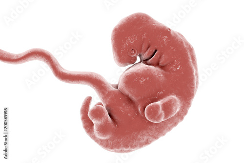 Cuadro en lienzo 5-weeks human embryo isolated on white background, scientifically accurate 3D il