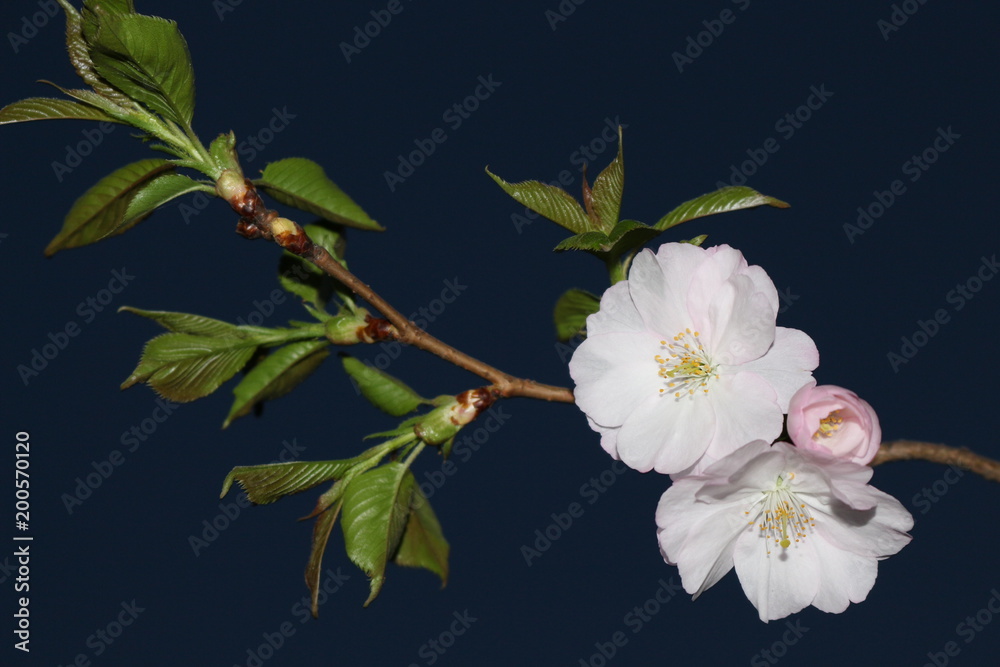 Obraz premium Blooming sakura