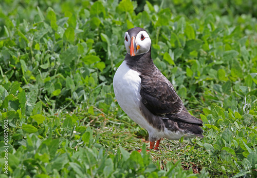 Atlantic Puffin from the Farne Islands