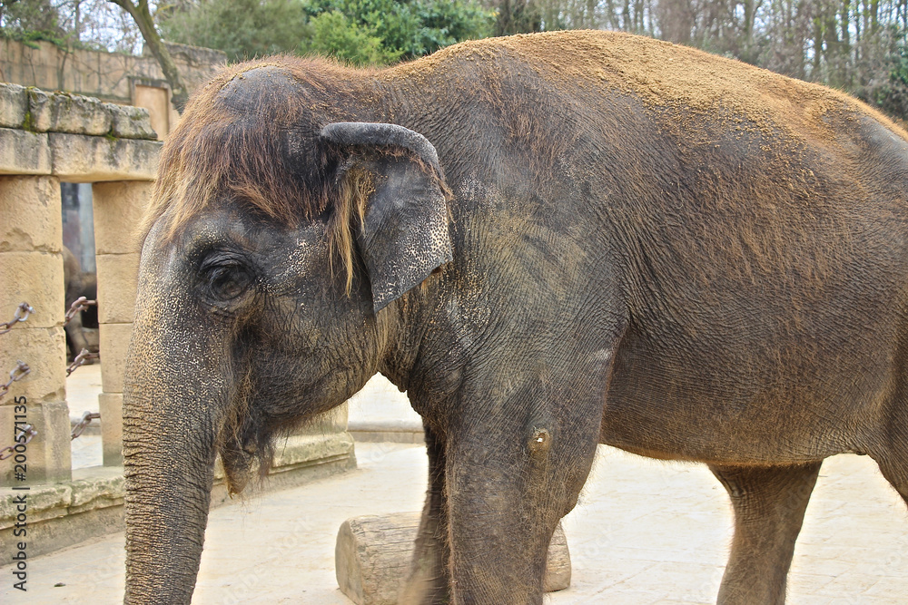 Fototapeta premium Nahaufnahme Asiatischer Elefant