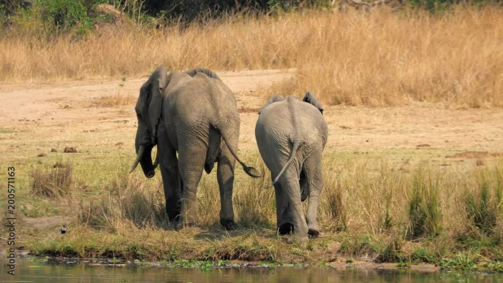 African Elephant Group Near the Nile River Grazing African Elephant Group Near the Nile River Grazing