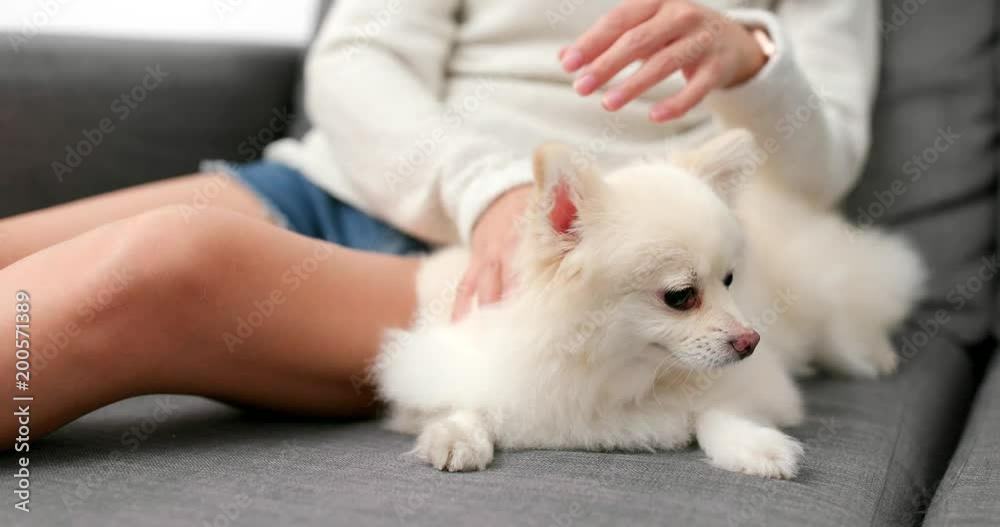 Woman massaging on her dog at home Woman massaging on her dog at home