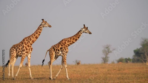 Giraffe Group with Babies Walking and Eating in the Savannah