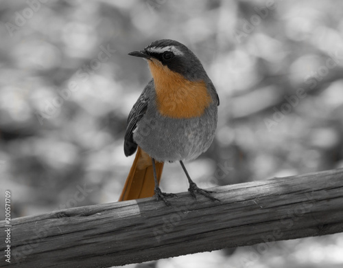 Cape robin-chat photo