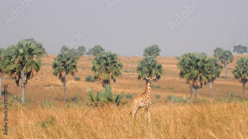 Giraffe Group with Babies Walking and Eating in the Savannah photo