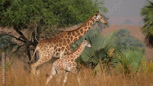 Giraffe Group with Babies Walking and Eating in the Savannah