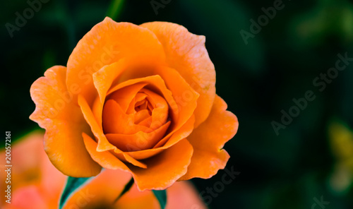 Beautiful Orange rose blossom