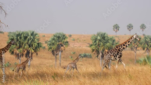 Giraffe Group with Babies Walking and Eating in the Savannah photo