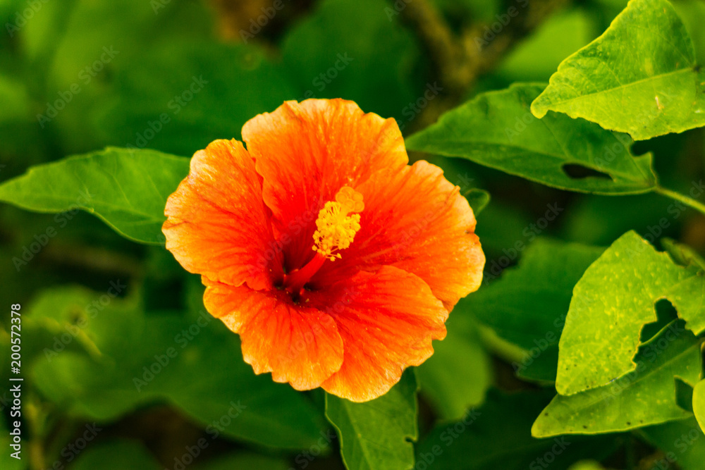 Orange and red Hibiscus blossom Orange and red Hibiscus blossom