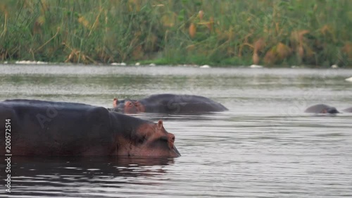 Hippos on the Nile River in Africa