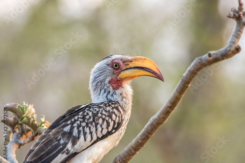 Southern yellow-billed hornbill