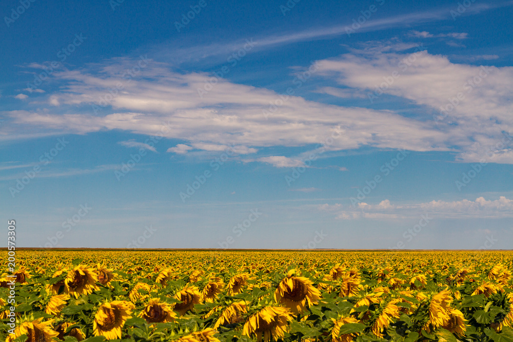 Obraz premium Sunflowers to Forever